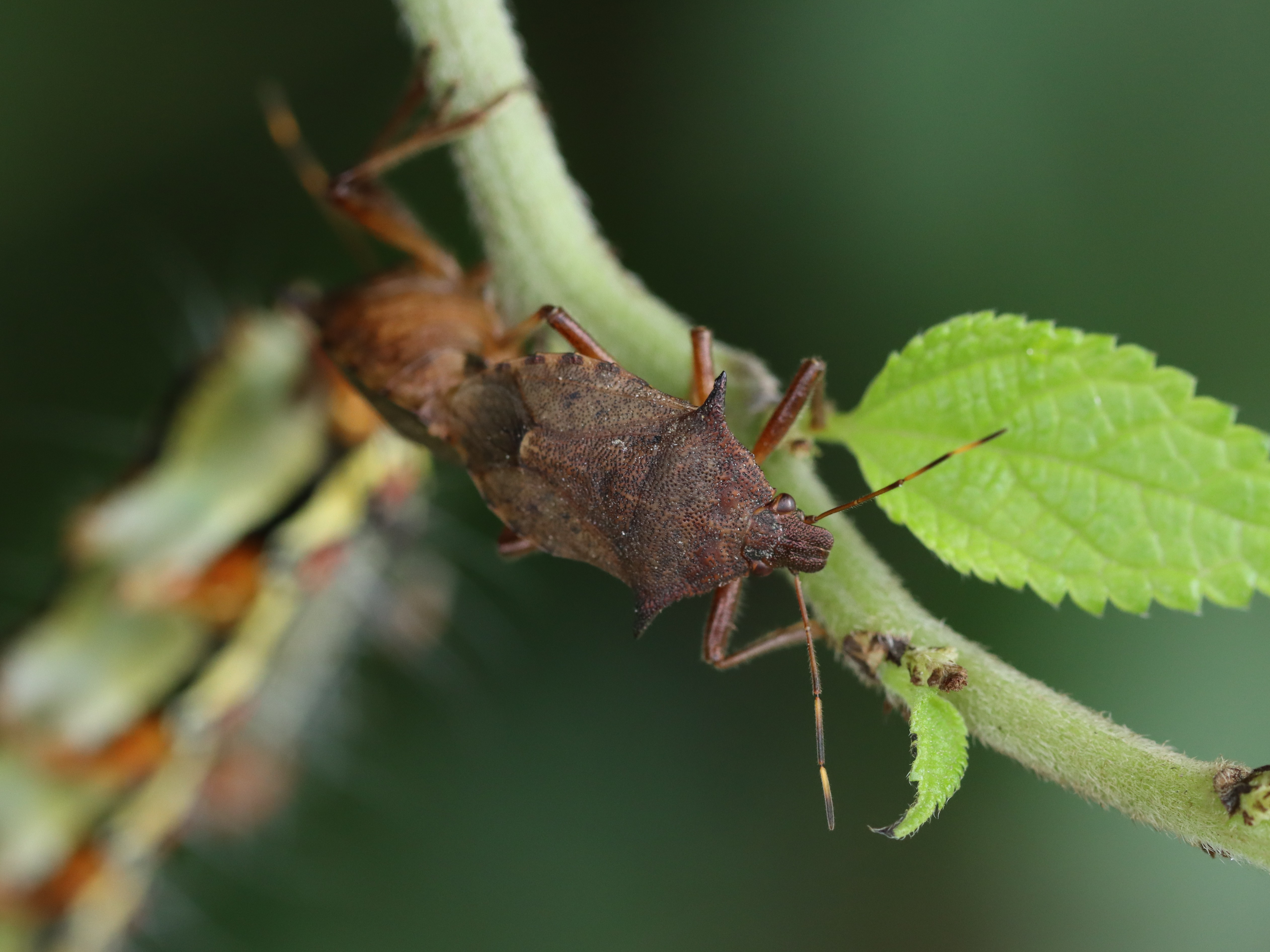 クチブトカメムシ2